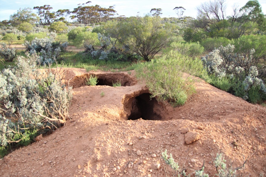 Southern Hairy nosed Wombat