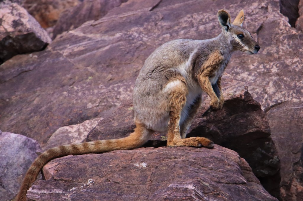 Yellow-footed Rock Wallaby