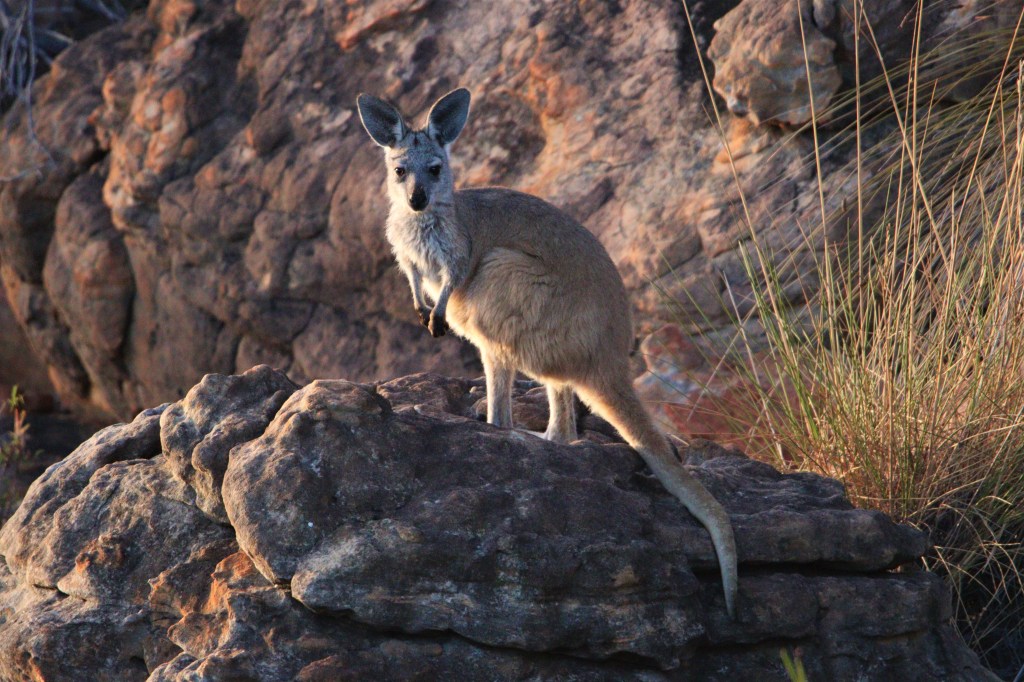 Euro - Kalbarri National Park