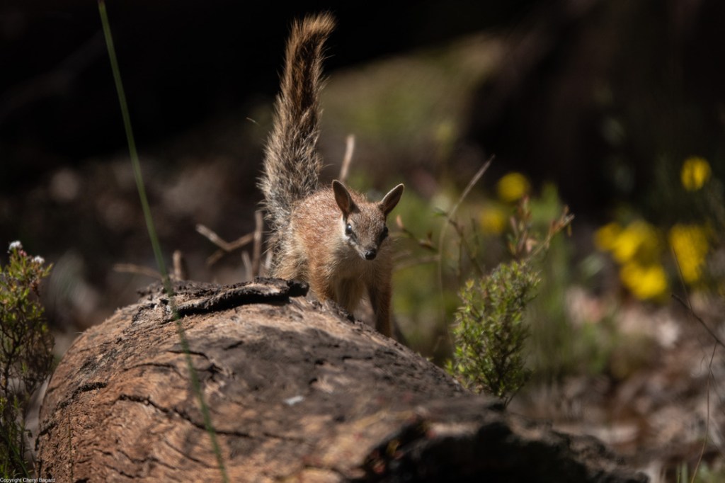 Baby Numbats