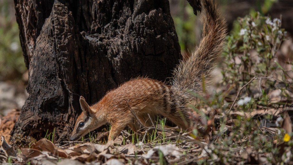 Baby Numbats