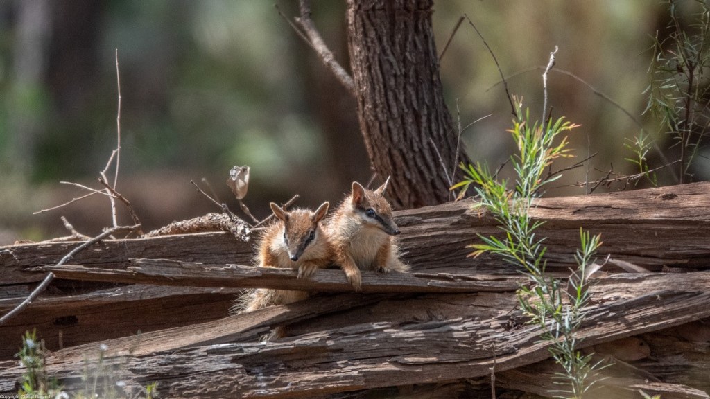 Baby Numbats