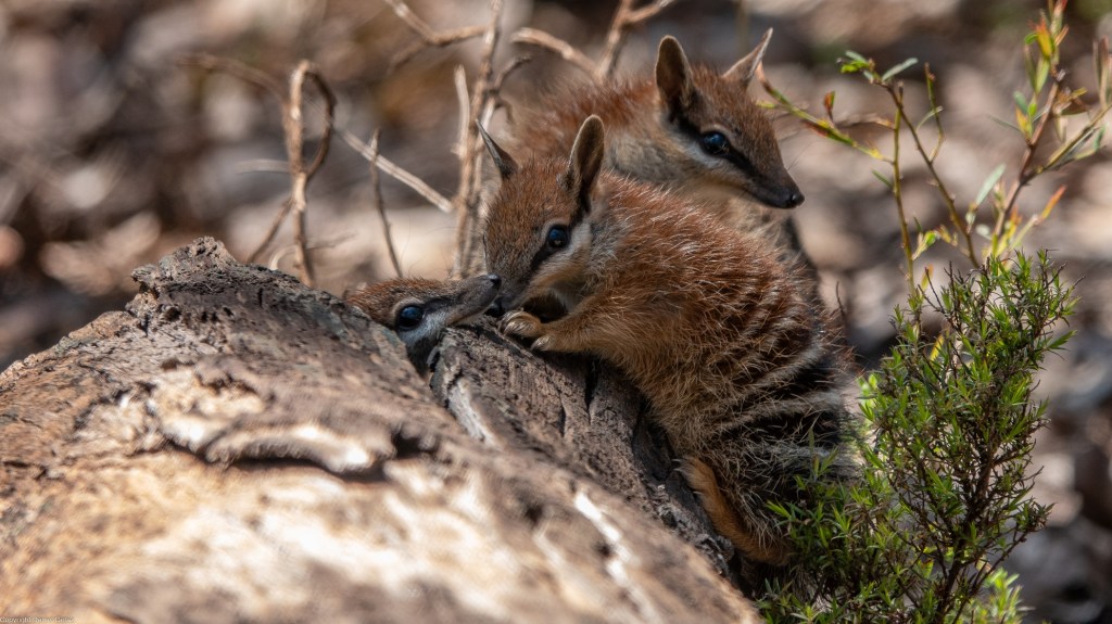 Baby Numbats