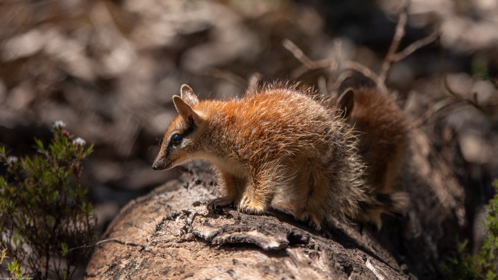 Baby Numbats