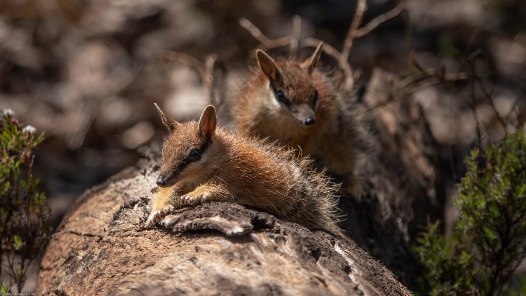 Baby Numbats