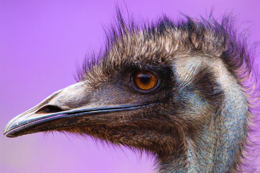 Yellow-footed Rock Wallaby