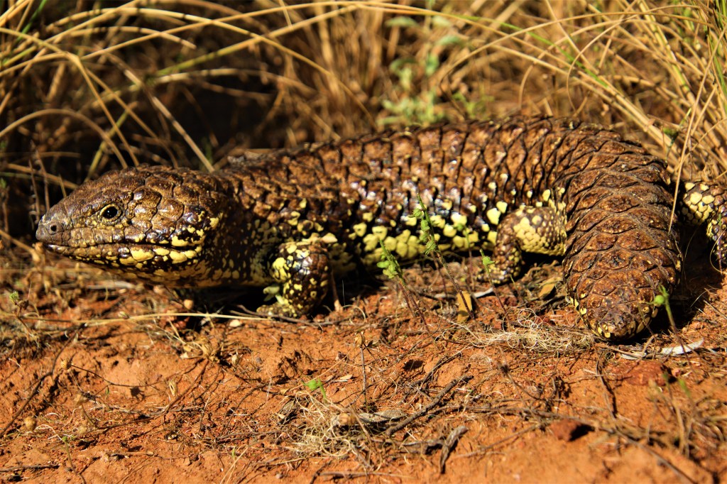 Yellow-footed Rock Wallaby