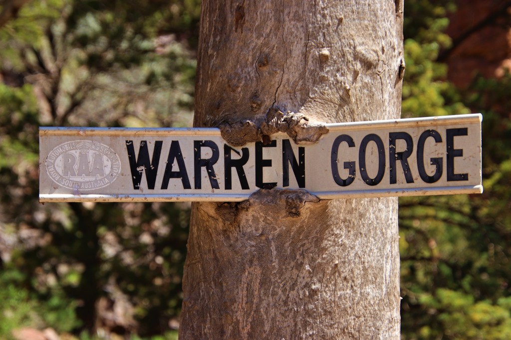 Yellow-footed Rock Wallaby