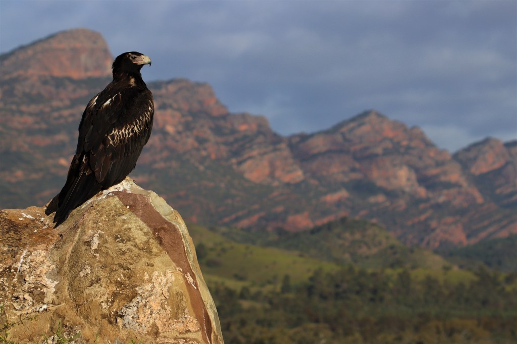 Yellow-footed Rock Wallaby