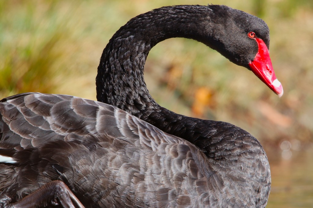 Where to see Mammals Tasmania