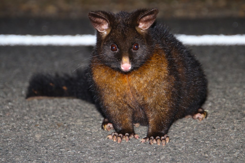 Where to see Mammals Tasmania