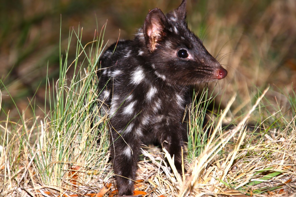 Where to see Mammals Tasmania