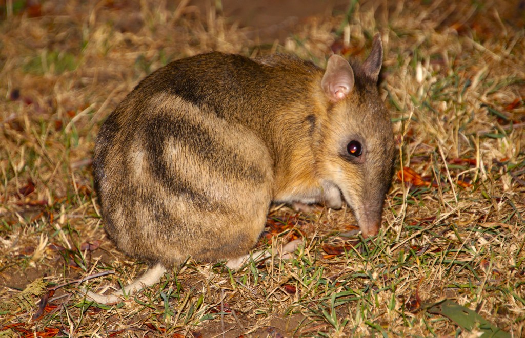 Where to see Mammals Tasmania