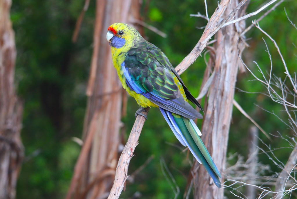 South Coast Track Tasmania