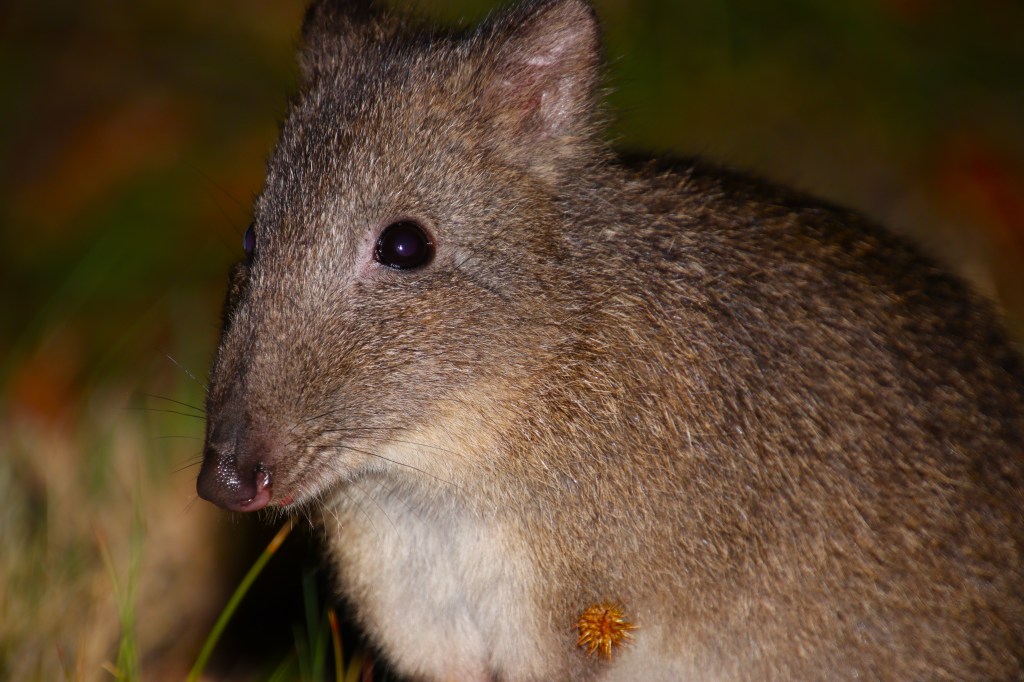 Where to see Mammals Tasmania