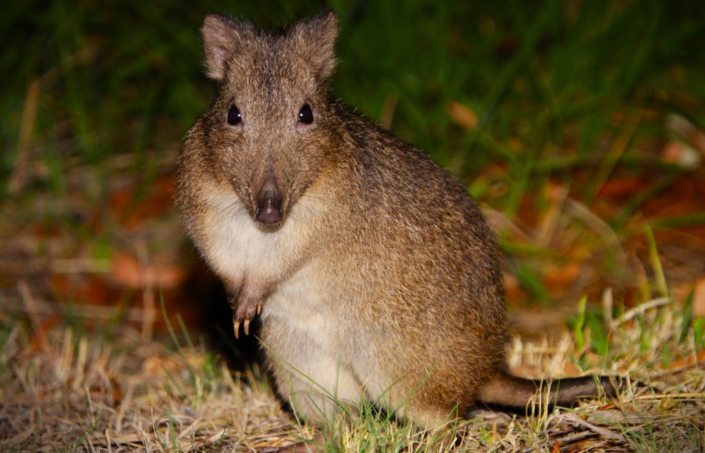 Where to see Mammals Tasmania