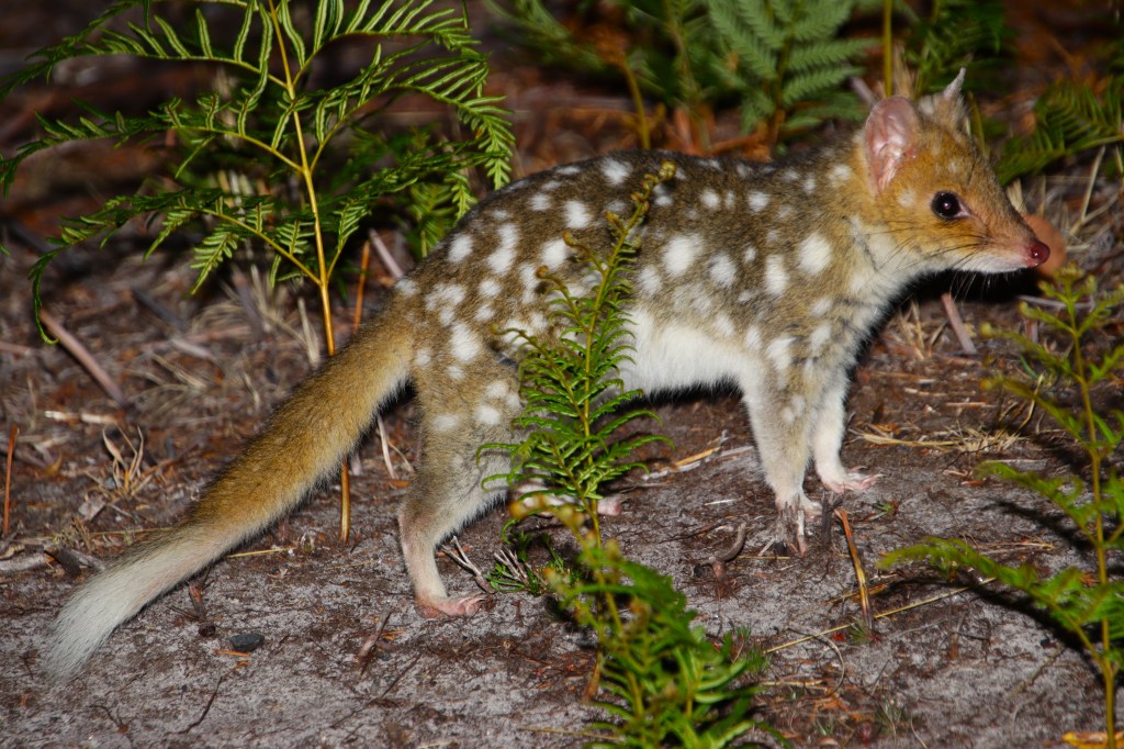 Where to see Mammals Tasmania
